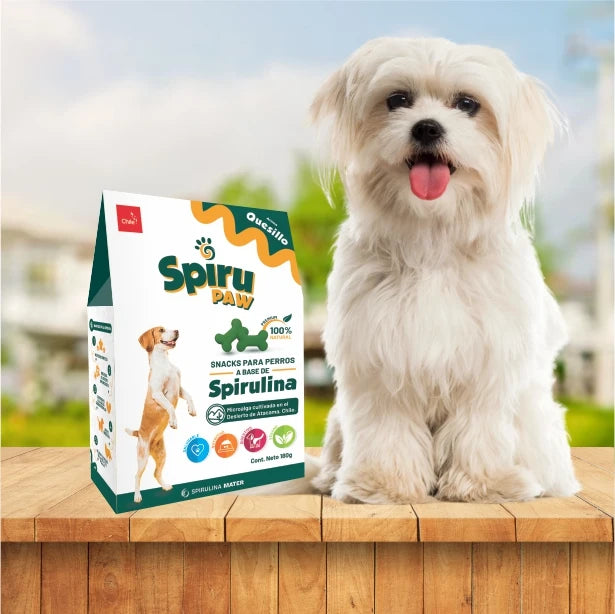 Snack for Dogs based on Spirulina Aroma Quesillos