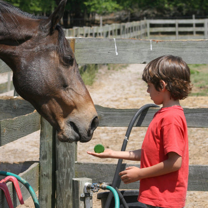 Snack para caballos a base de spirulina 800g